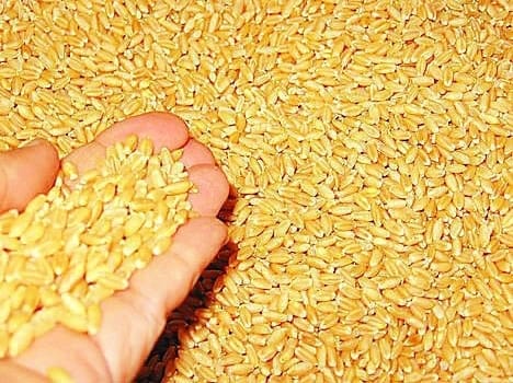 food safty bill imply in gorakhpur